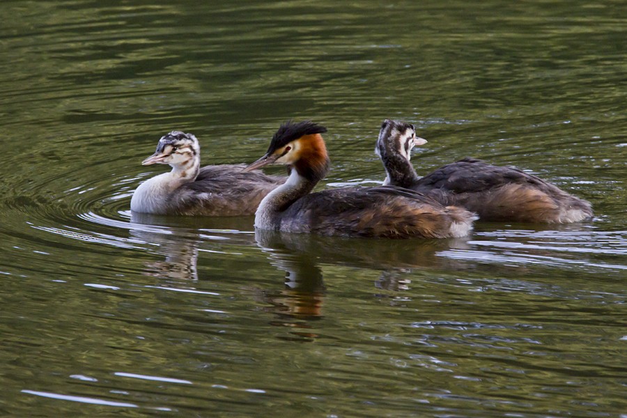 Great Crested Grebe - ML107178651