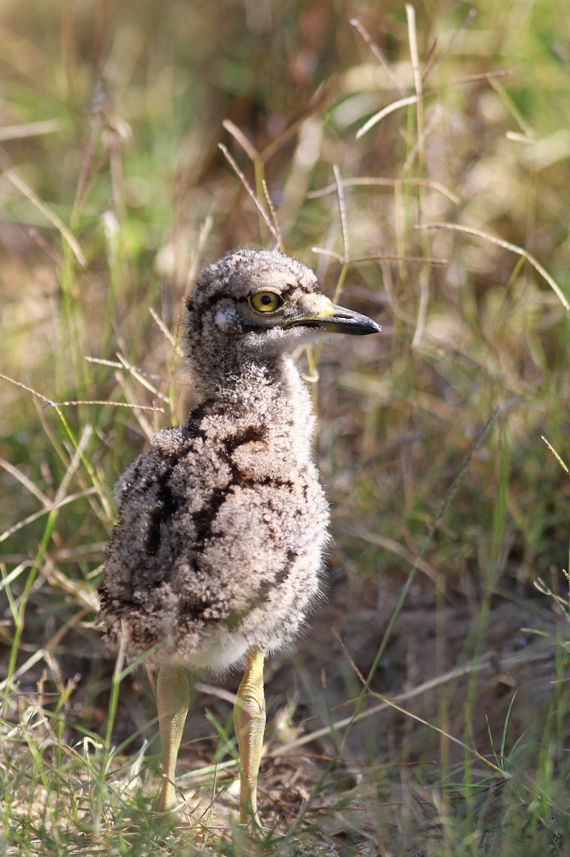 Spotted Thick-knee - Guy Poisson