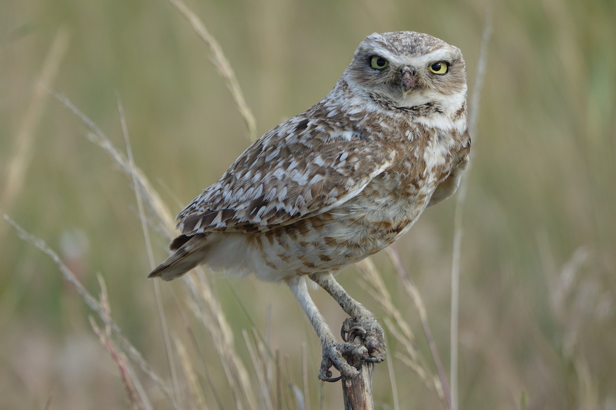 Burrowing Owl - ML107180481