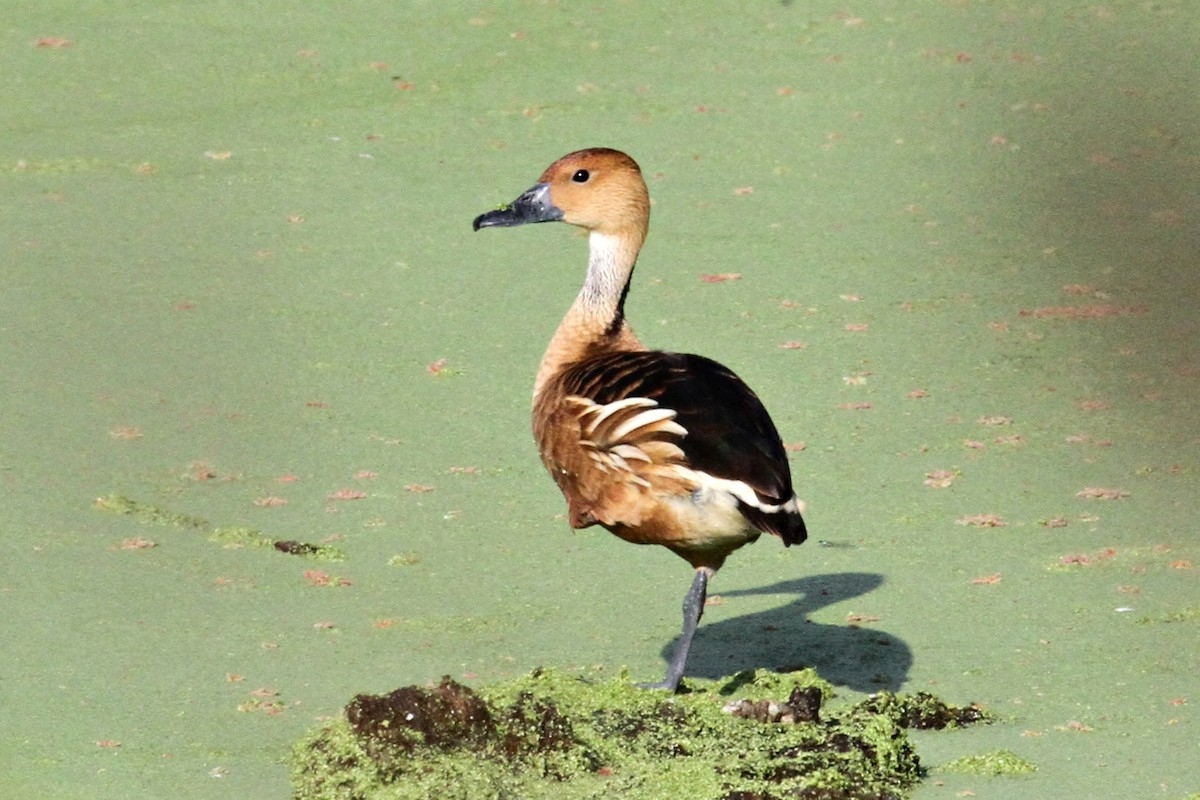 Fulvous Whistling-Duck - Don Sterba