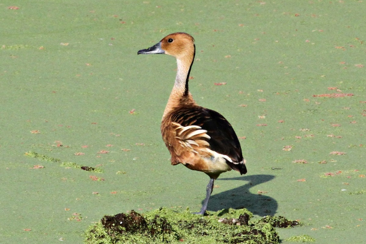 Fulvous Whistling-Duck - Don Sterba