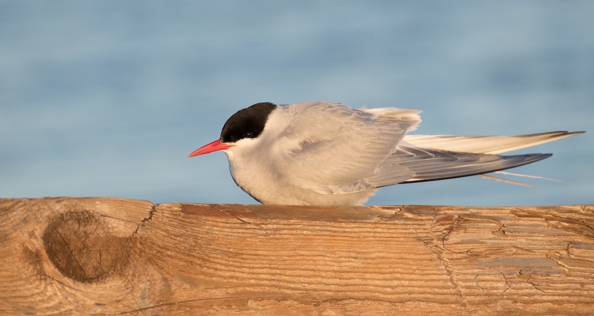 Arctic Tern - Ian Davies
