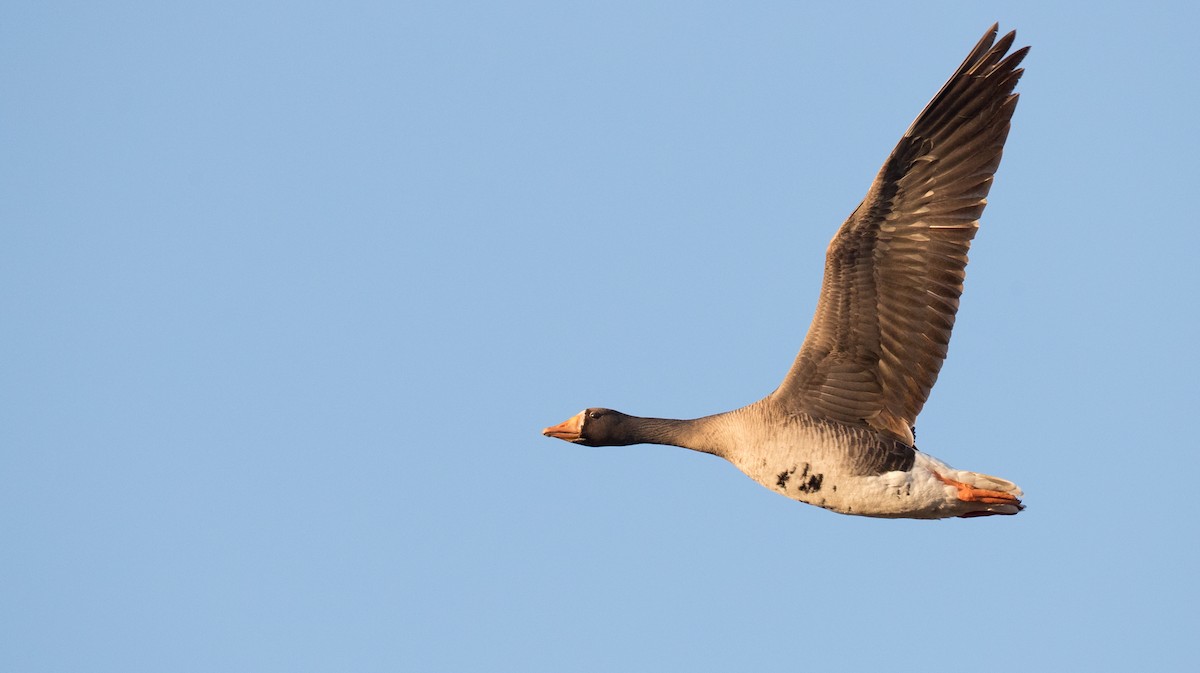 Greater White-fronted Goose (Western) - ML107191851