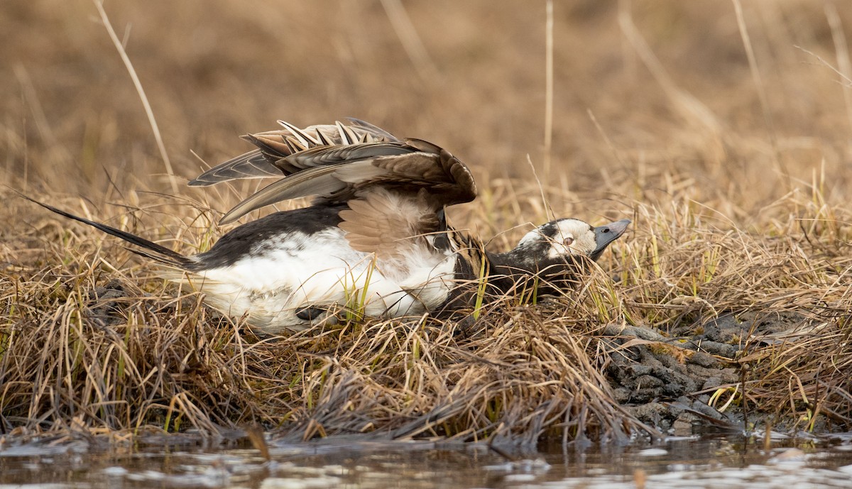 Long-tailed Duck - ML107192501