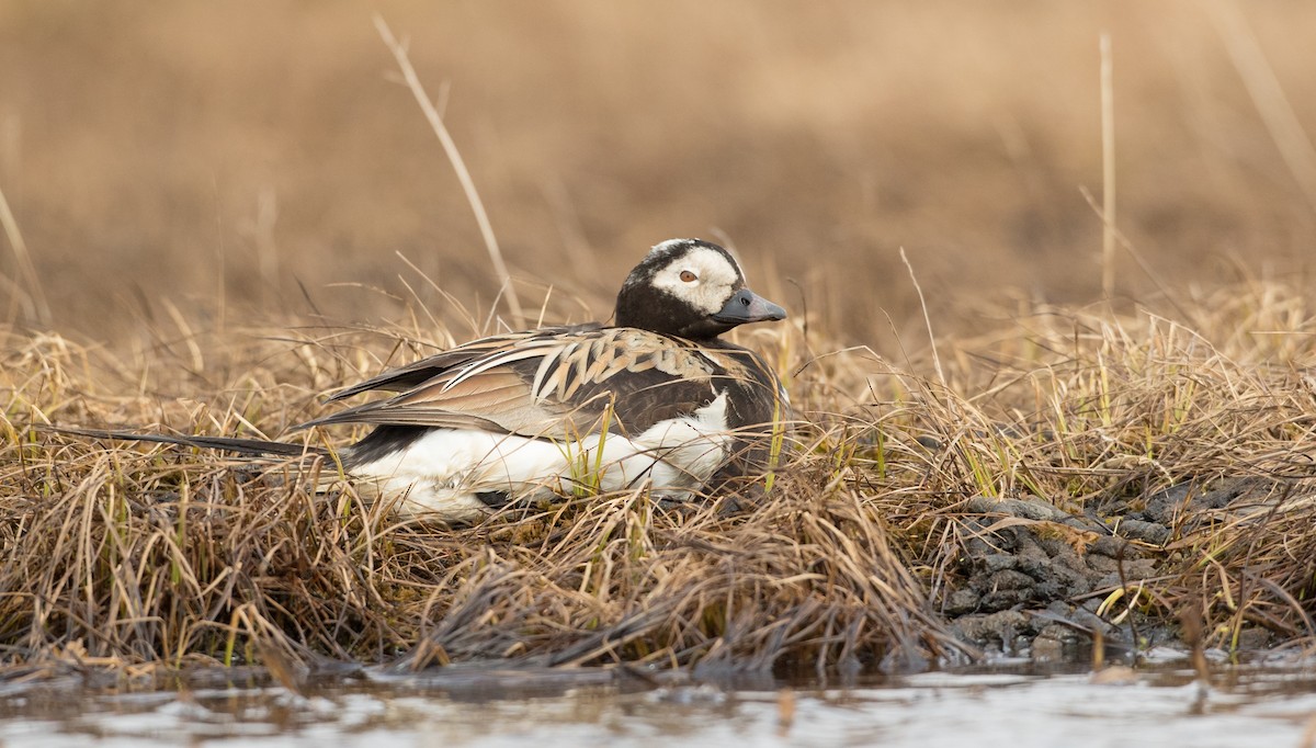 Long-tailed Duck - ML107192531