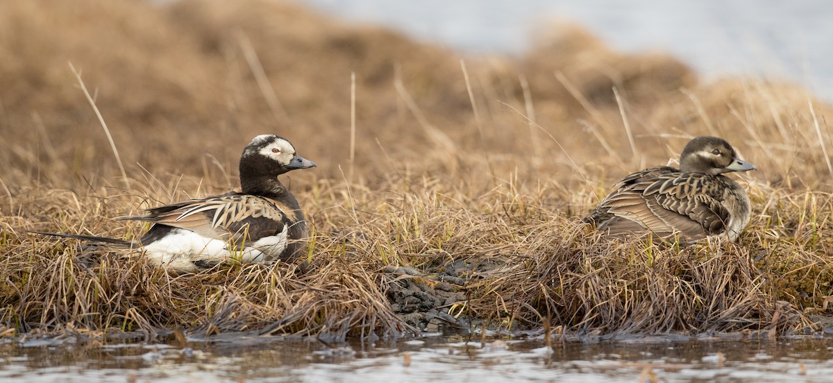 Long-tailed Duck - ML107192561
