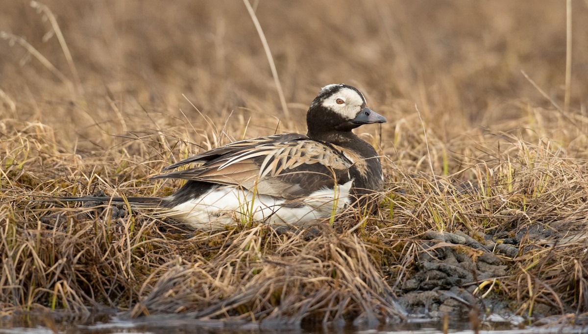 Long-tailed Duck - ML107192601
