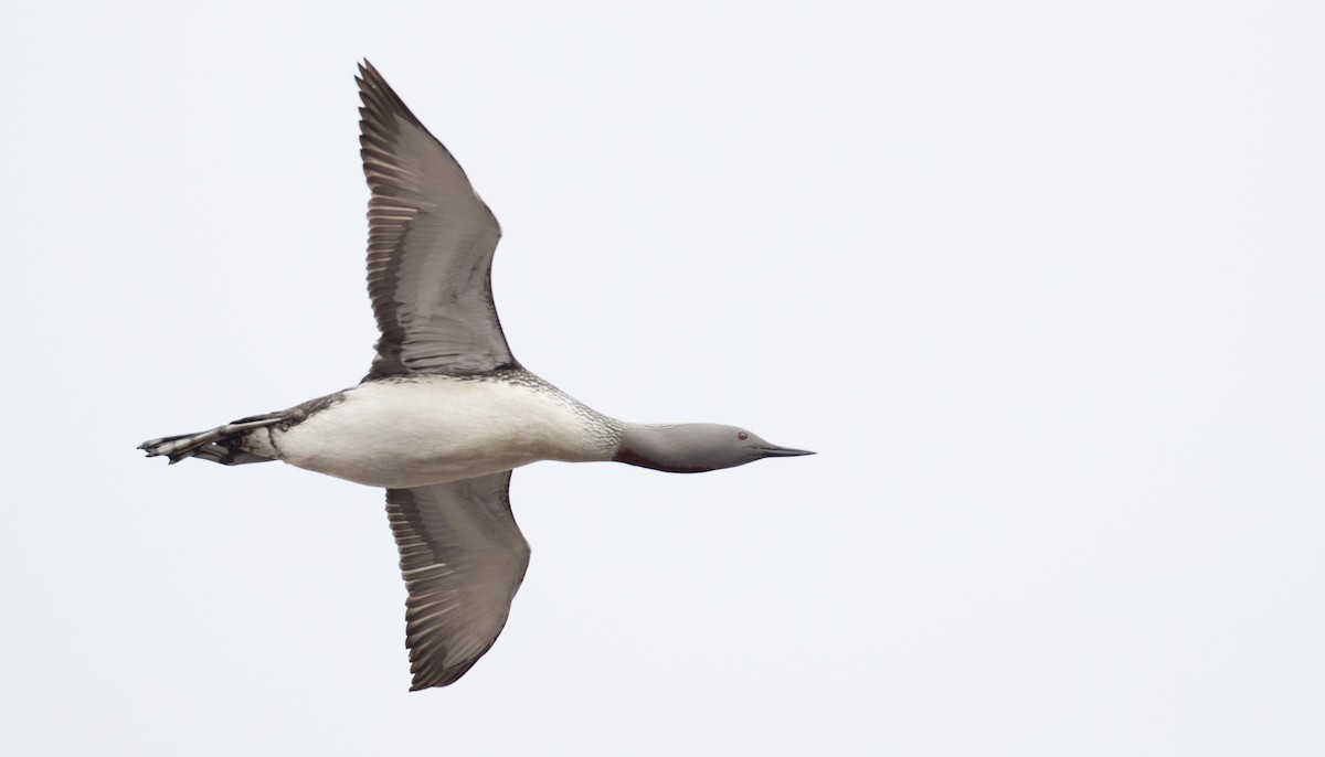 Red-throated Loon - ML107192711