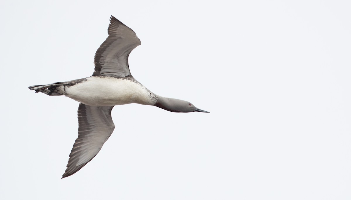 Red-throated Loon - ML107192721