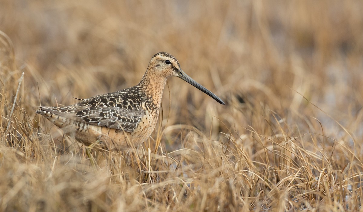 Long-billed Dowitcher - ML107192901