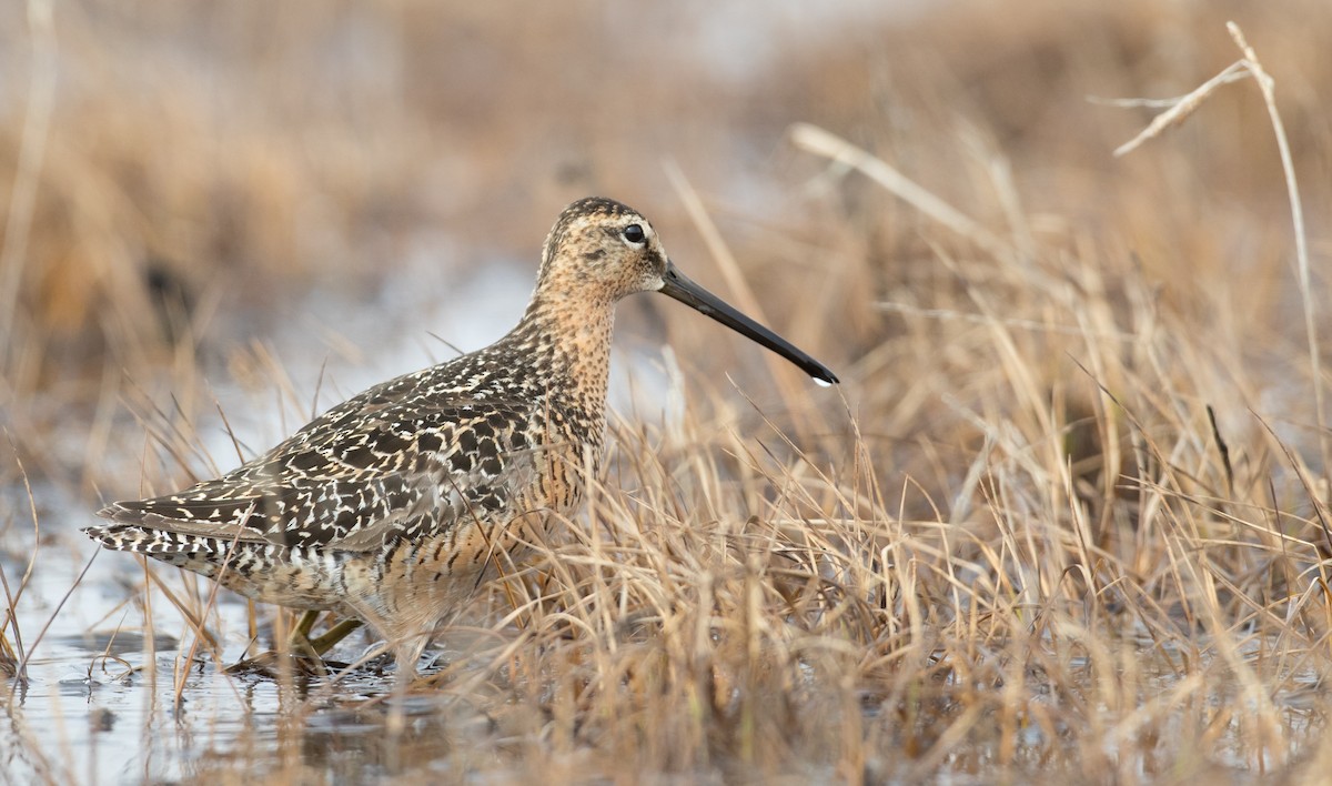 Long-billed Dowitcher - ML107192911