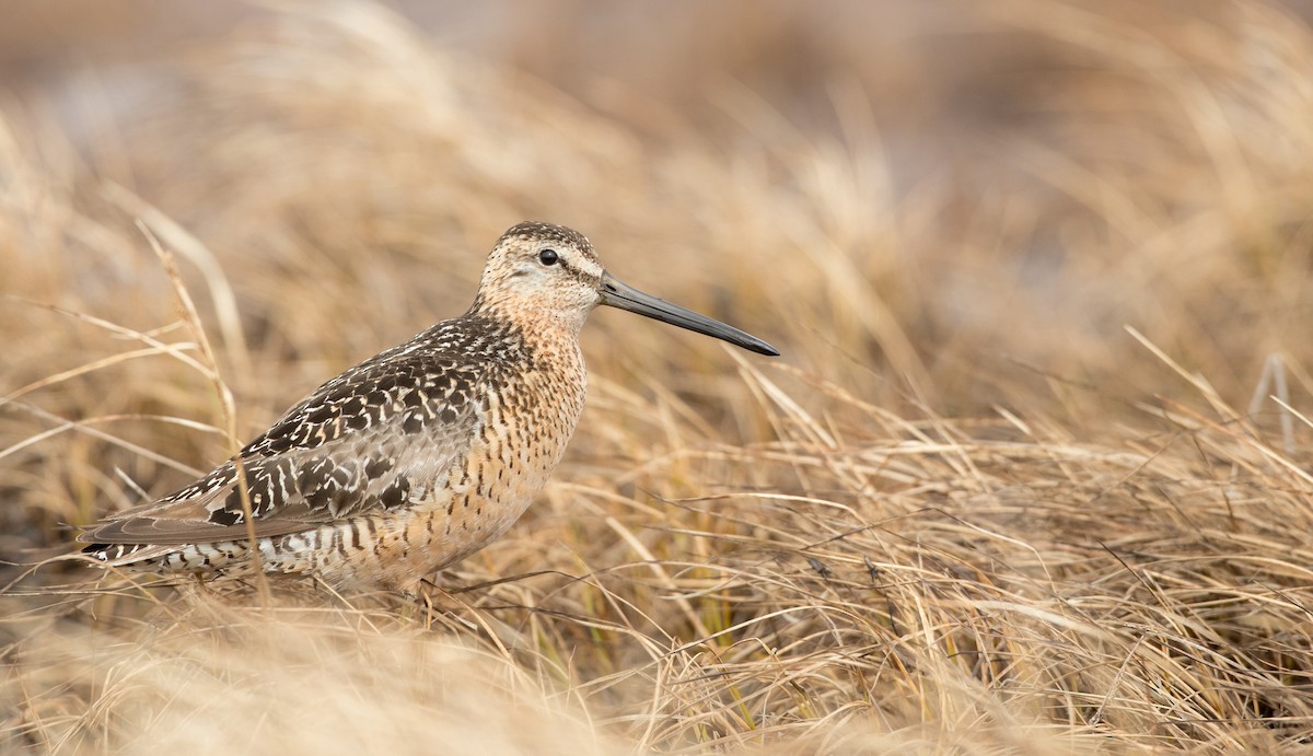 Long-billed Dowitcher - ML107192931