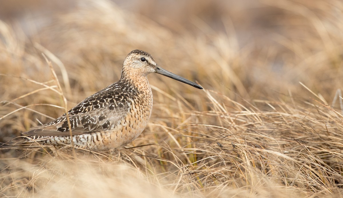 Long-billed Dowitcher - ML107192941