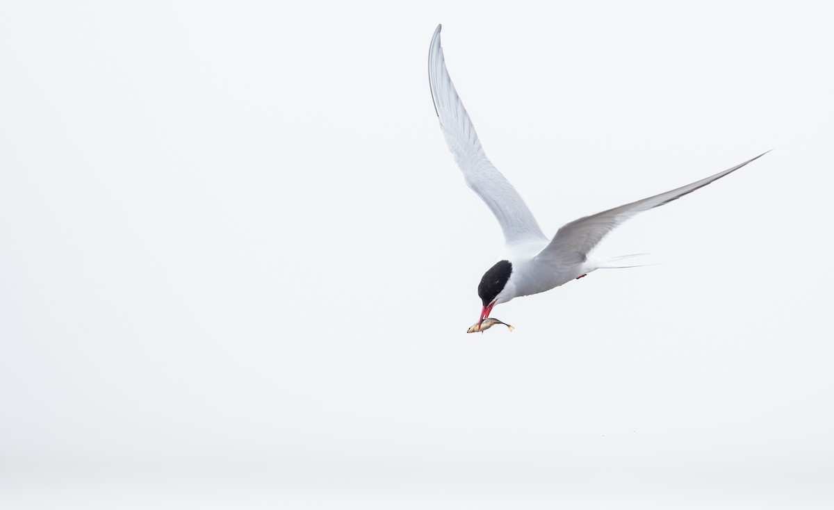 Arctic Tern - ML107193101