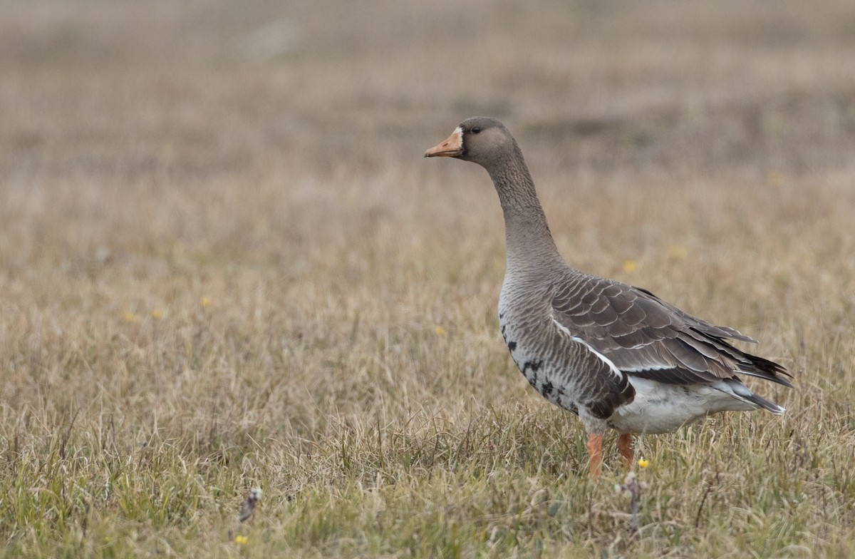 Greater White-fronted Goose (Western) - ML107193401