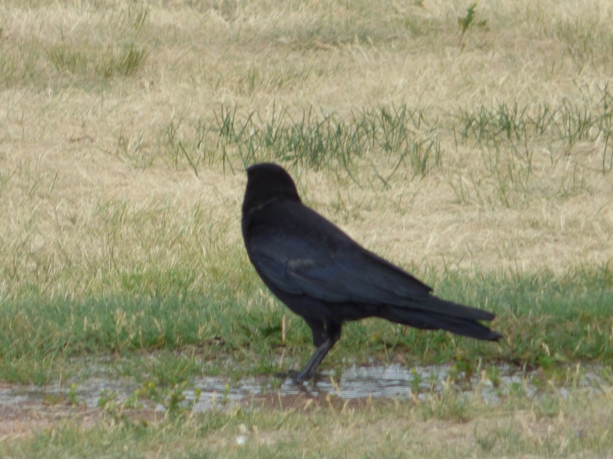 American Crow - Egret Plover