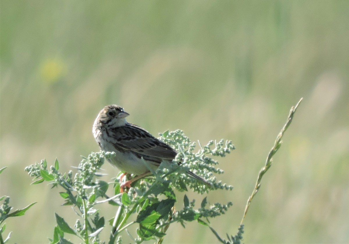 Baird's Sparrow - ML107193981