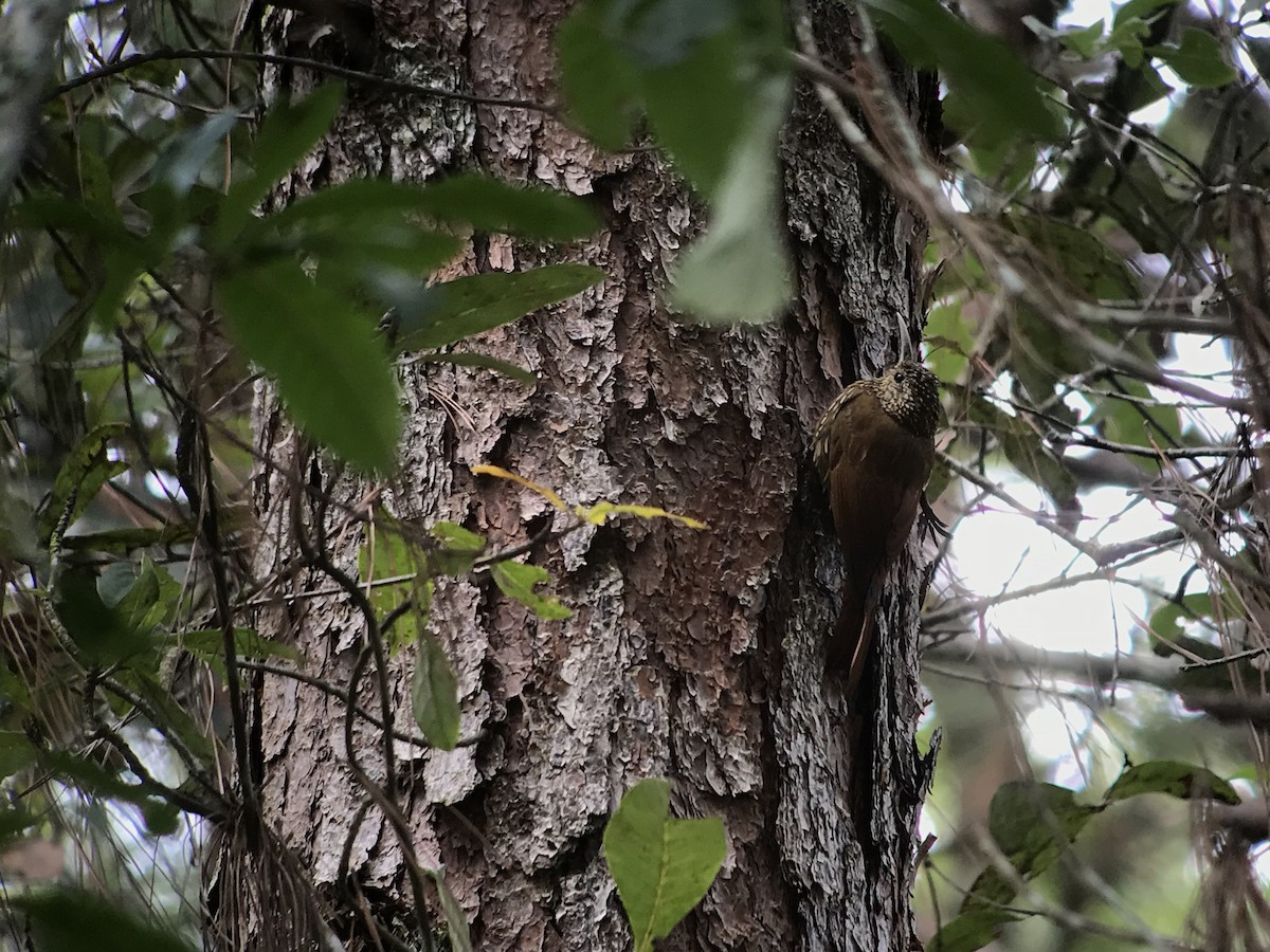 Spot-crowned Woodcreeper - William Orellana (Beaks and Peaks)