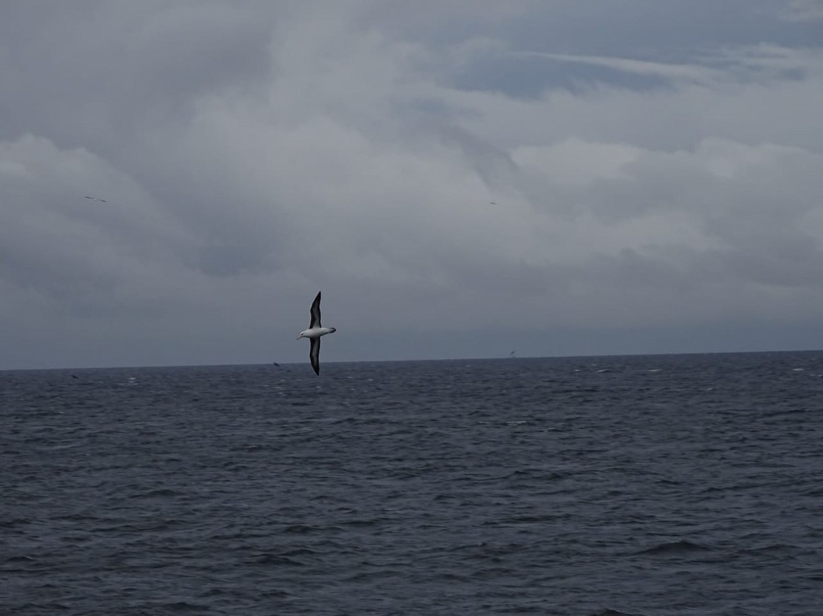 Black-browed Albatross - Victor Gabriel Cardenas