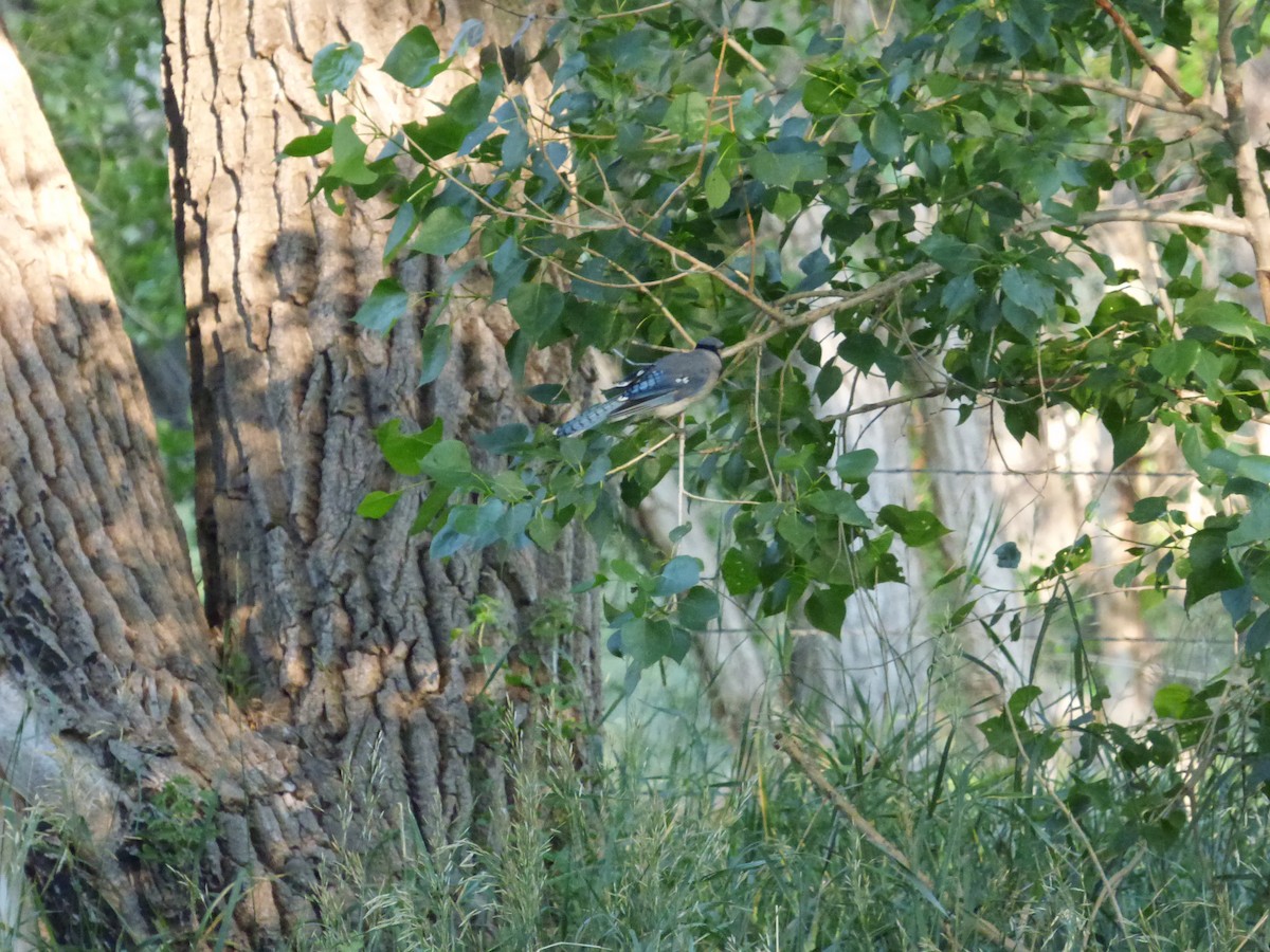 Blue Jay - Egret Plover