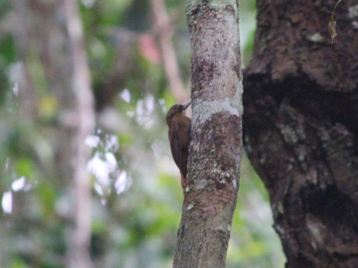 White-chinned Woodcreeper - Anthony Collerton