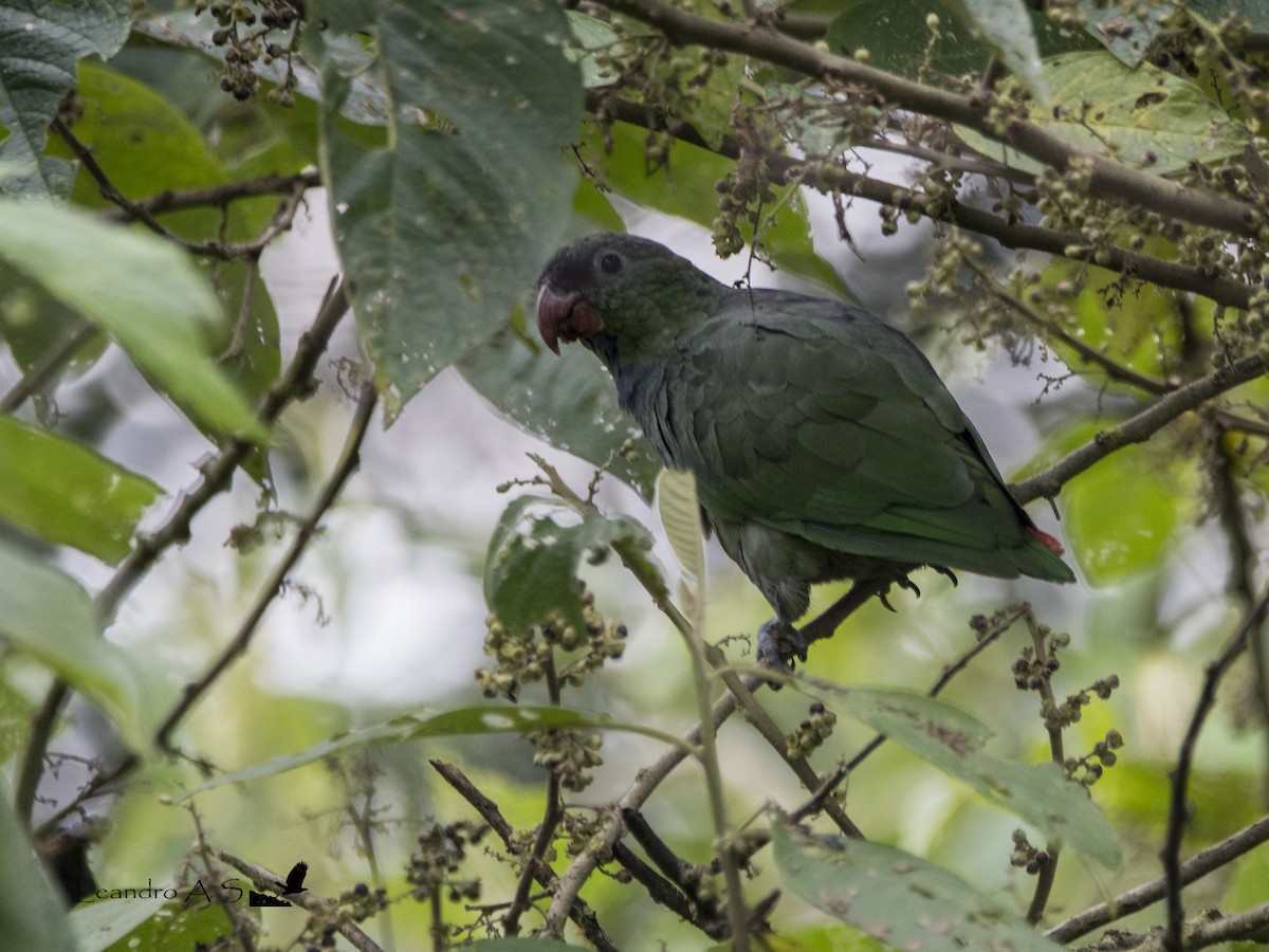 Red-billed Parrot - Leandro Arias