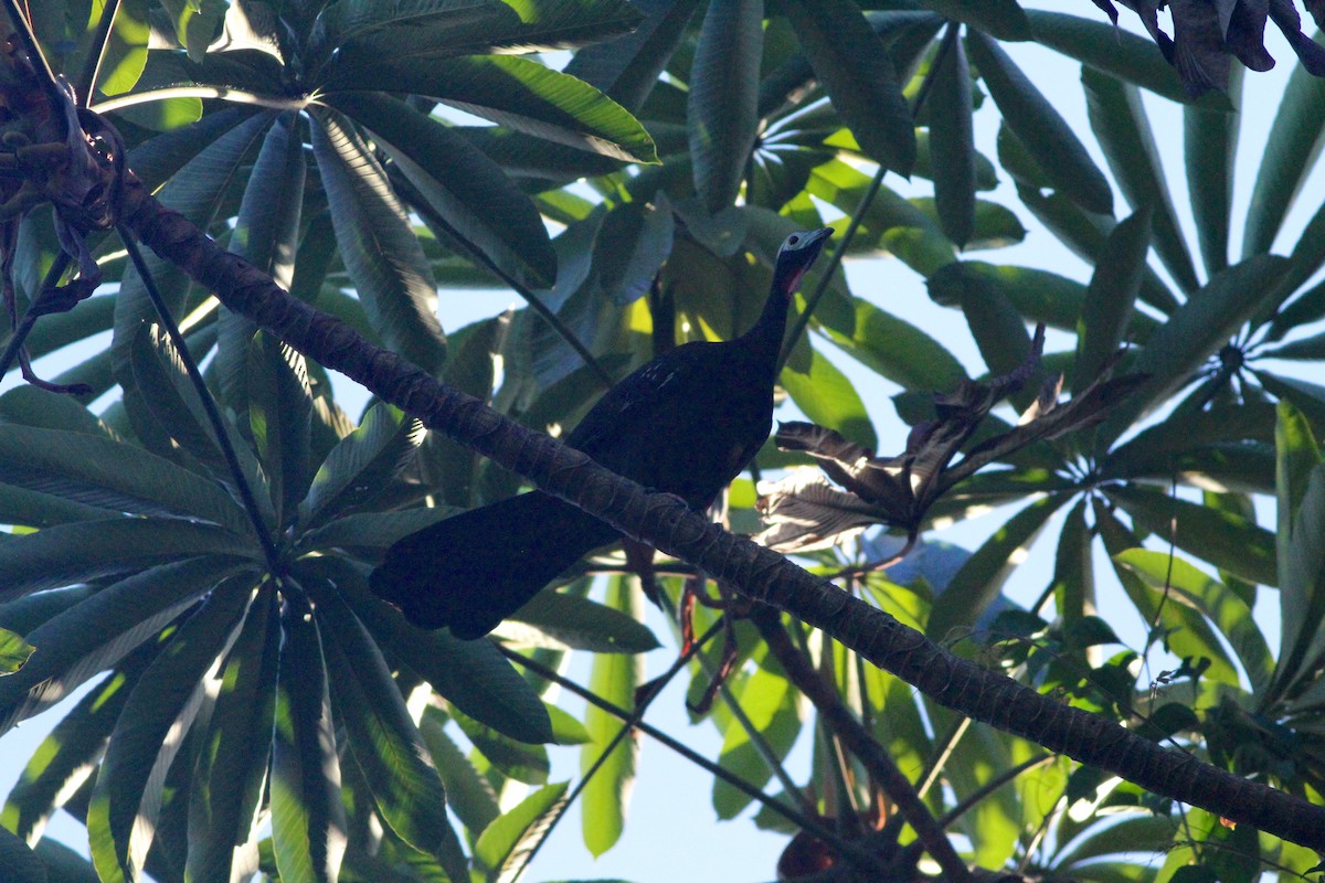 Red-throated Piping-Guan - Anthony Collerton