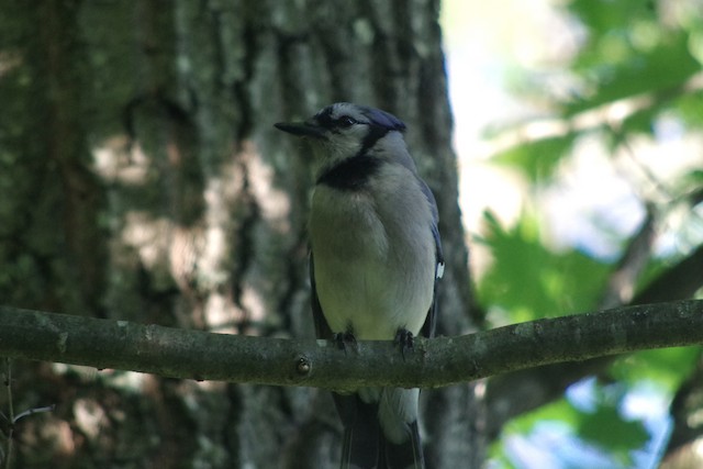 Blue Jay - Vermont eBird