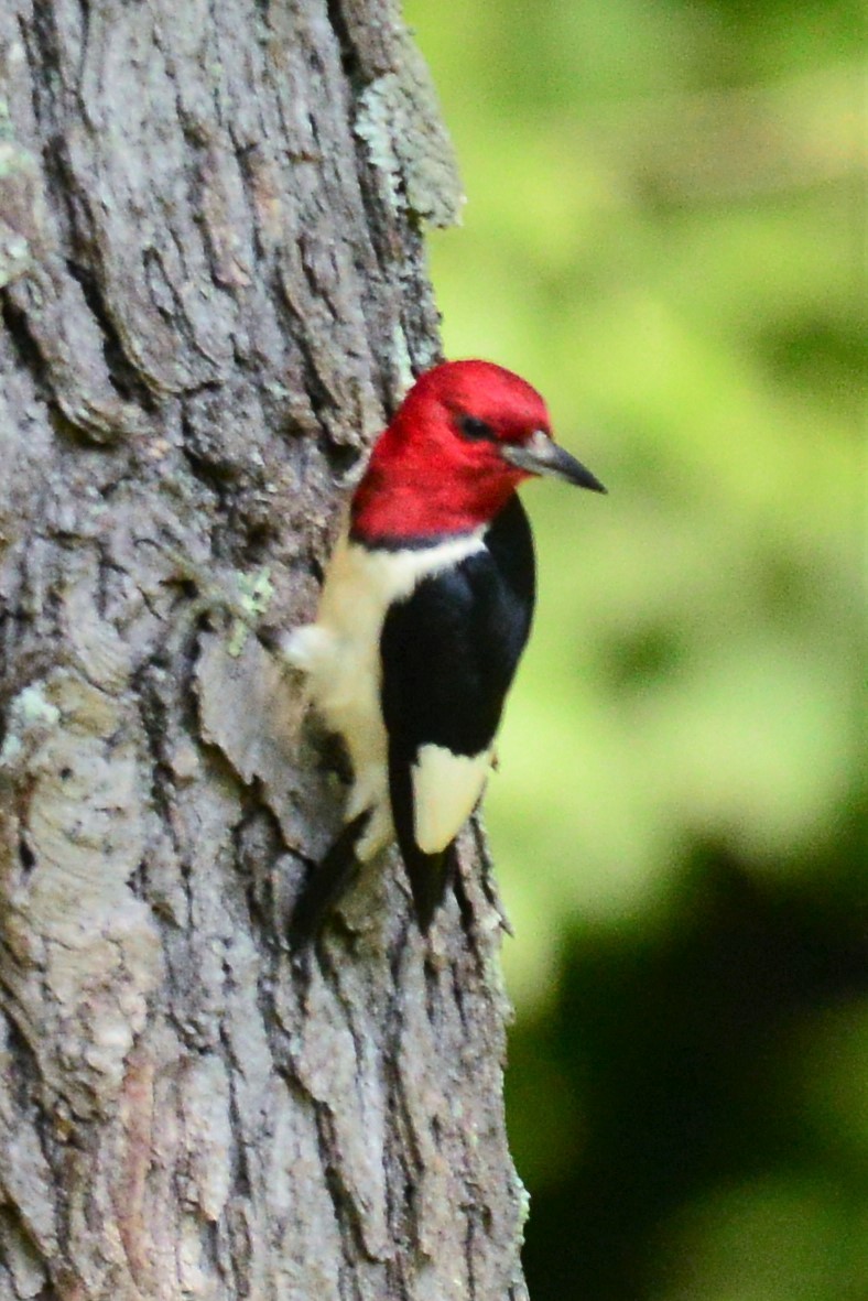 Red-headed Woodpecker - ML107206171