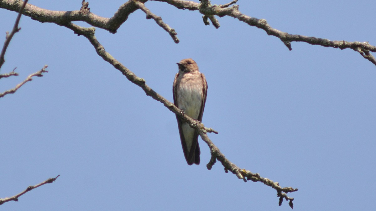 Northern Rough-winged Swallow - Carl Winstead