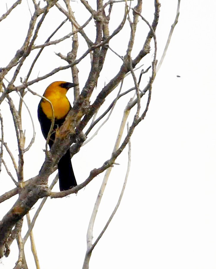 Yellow-headed Blackbird - ML107206891