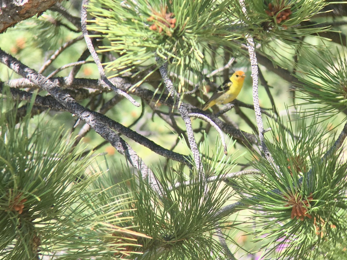 Western Tanager - Buddy Sessoms