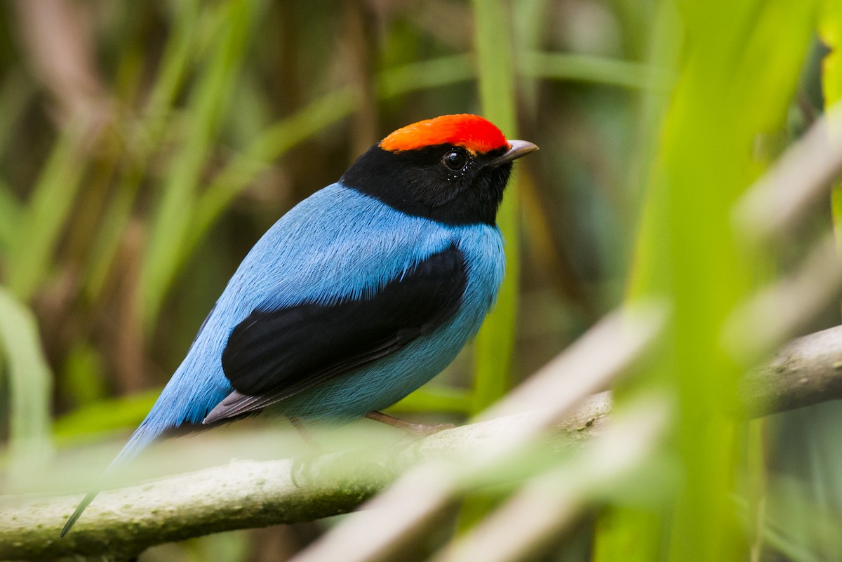 Swallow-tailed Manakin - Claudia Brasileiro