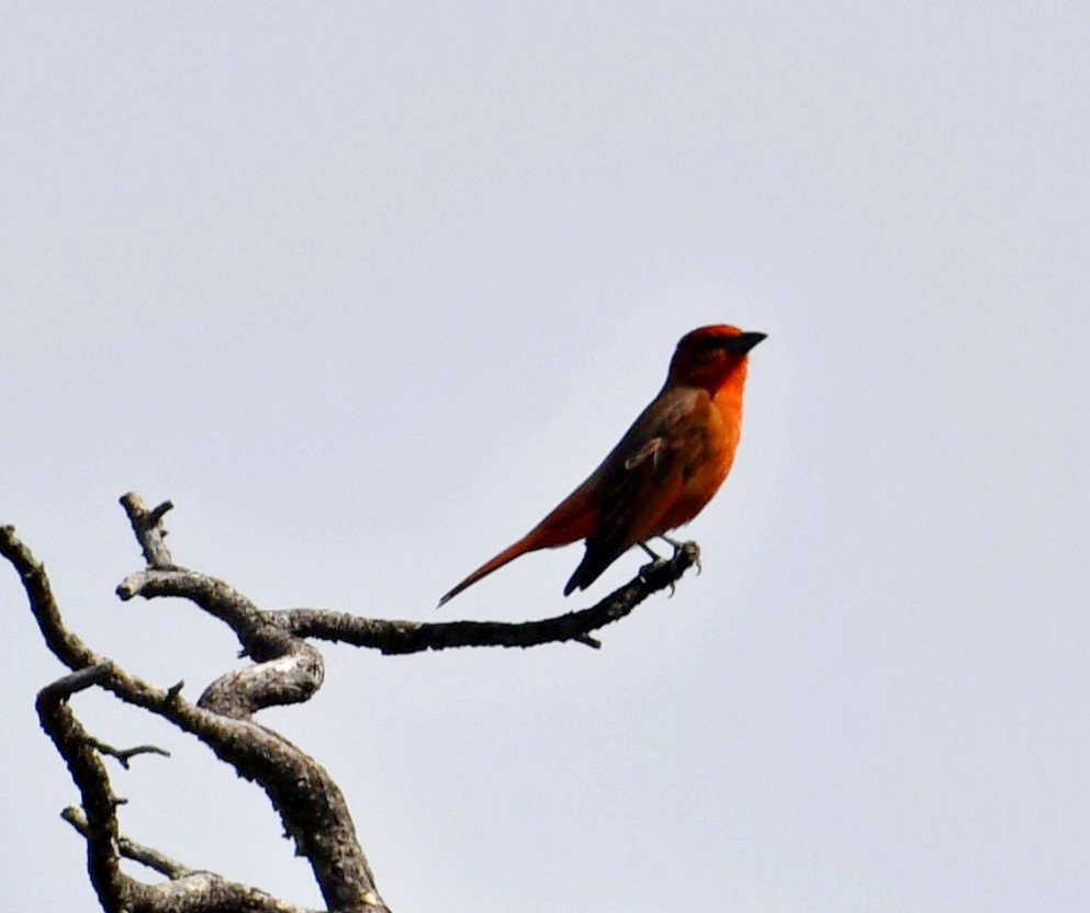 Hepatic Tanager - ML107209951