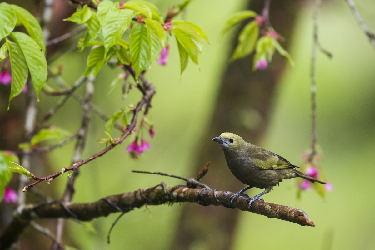 Palm Tanager - ML107213291