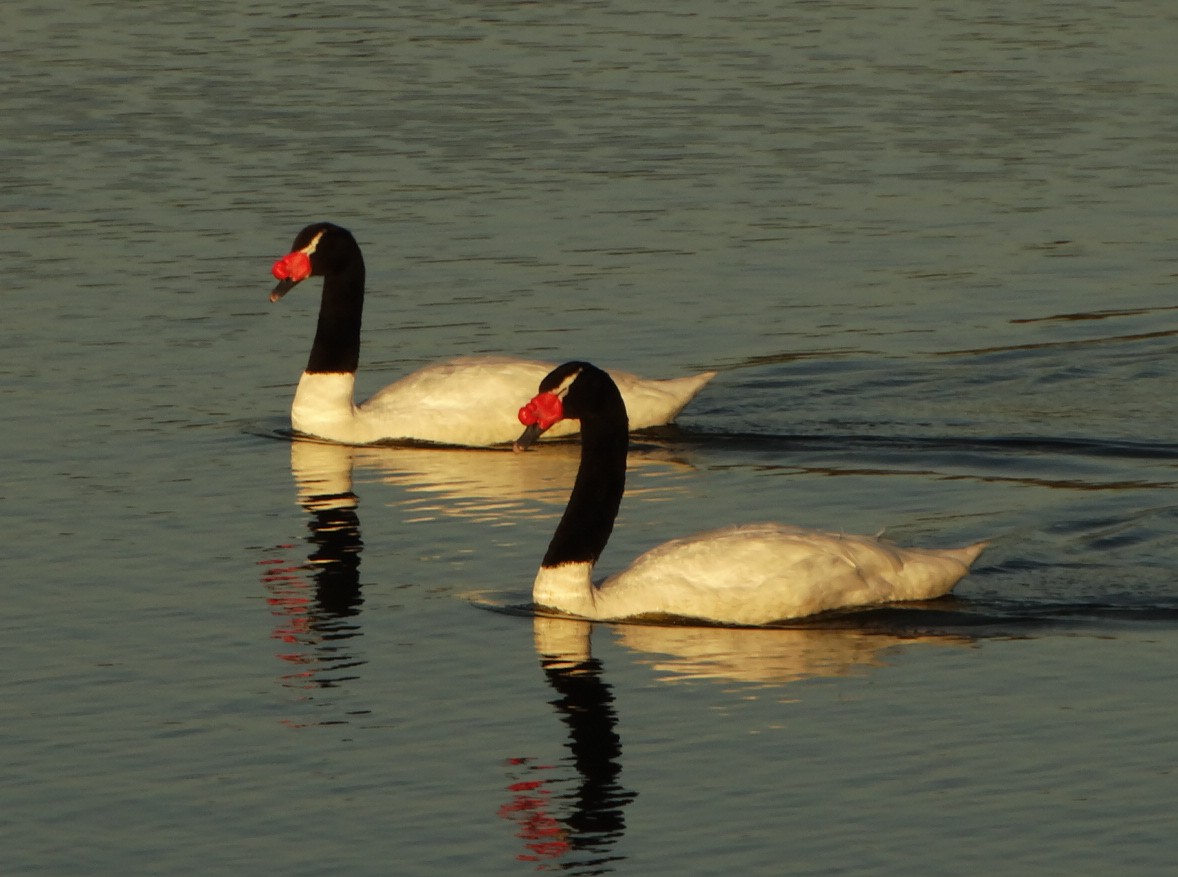 Black-necked Swan - ML107215241