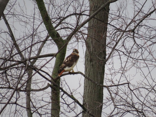 Red-tailed Hawk - Chad Wilson