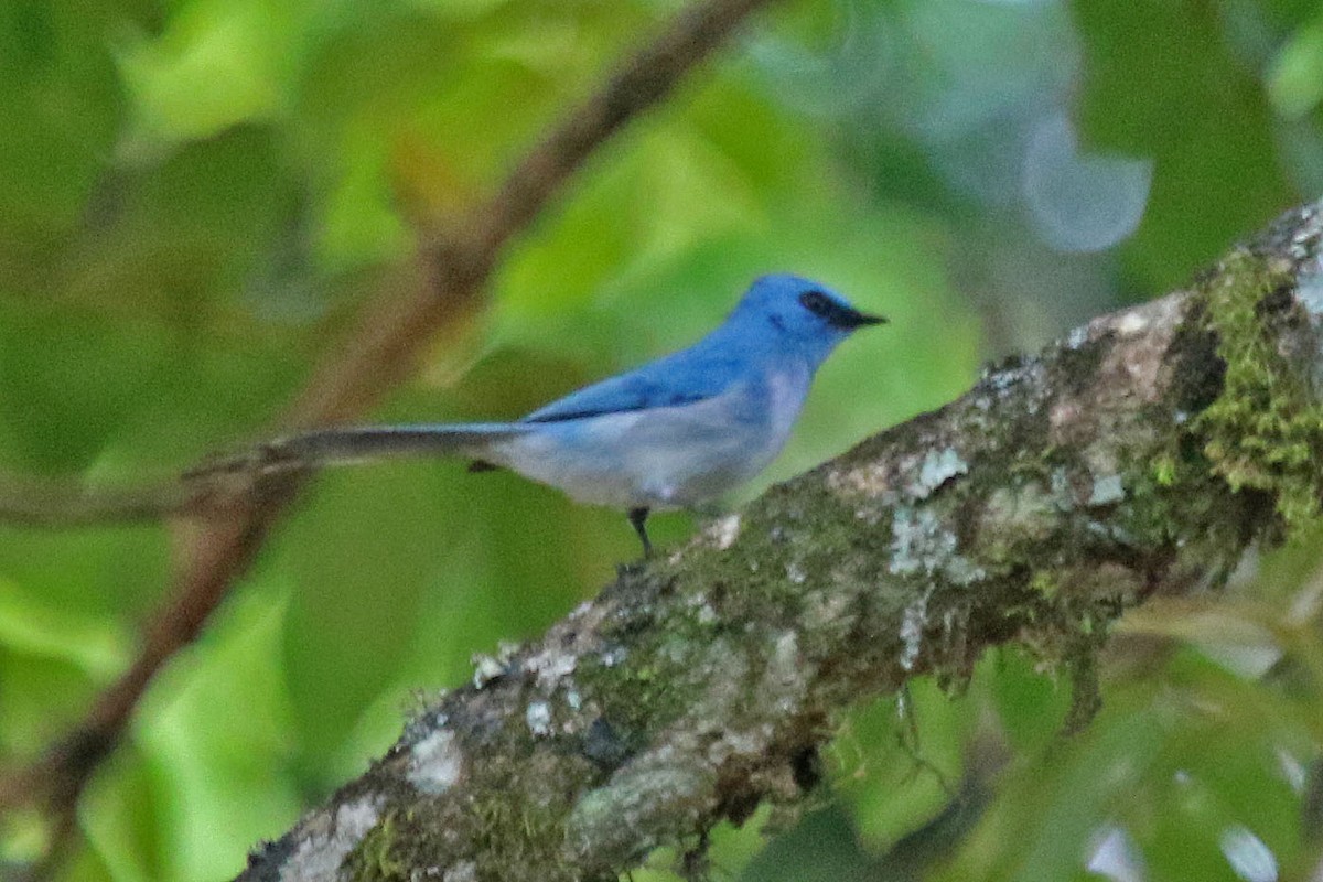 African Blue Flycatcher - Joan and/or George Sims