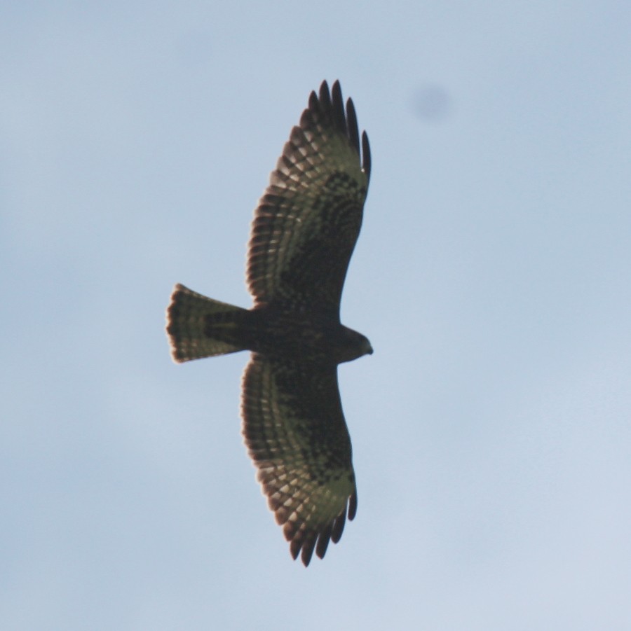 Short-tailed Hawk - ML107219981