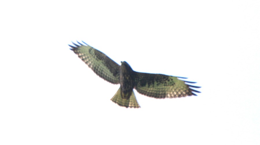 Short-tailed Hawk - ML107220011