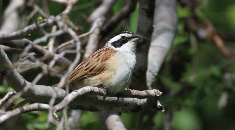 Stripe-headed Sparrow - Paul Lewis