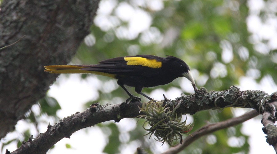Yellow-winged Cacique - ML107222651