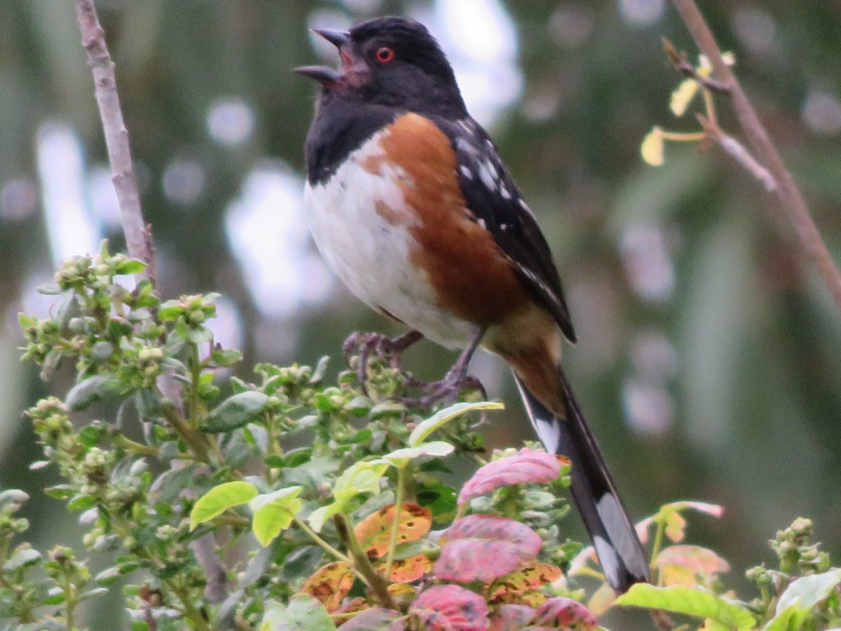 Spotted Towhee - Kent Forward