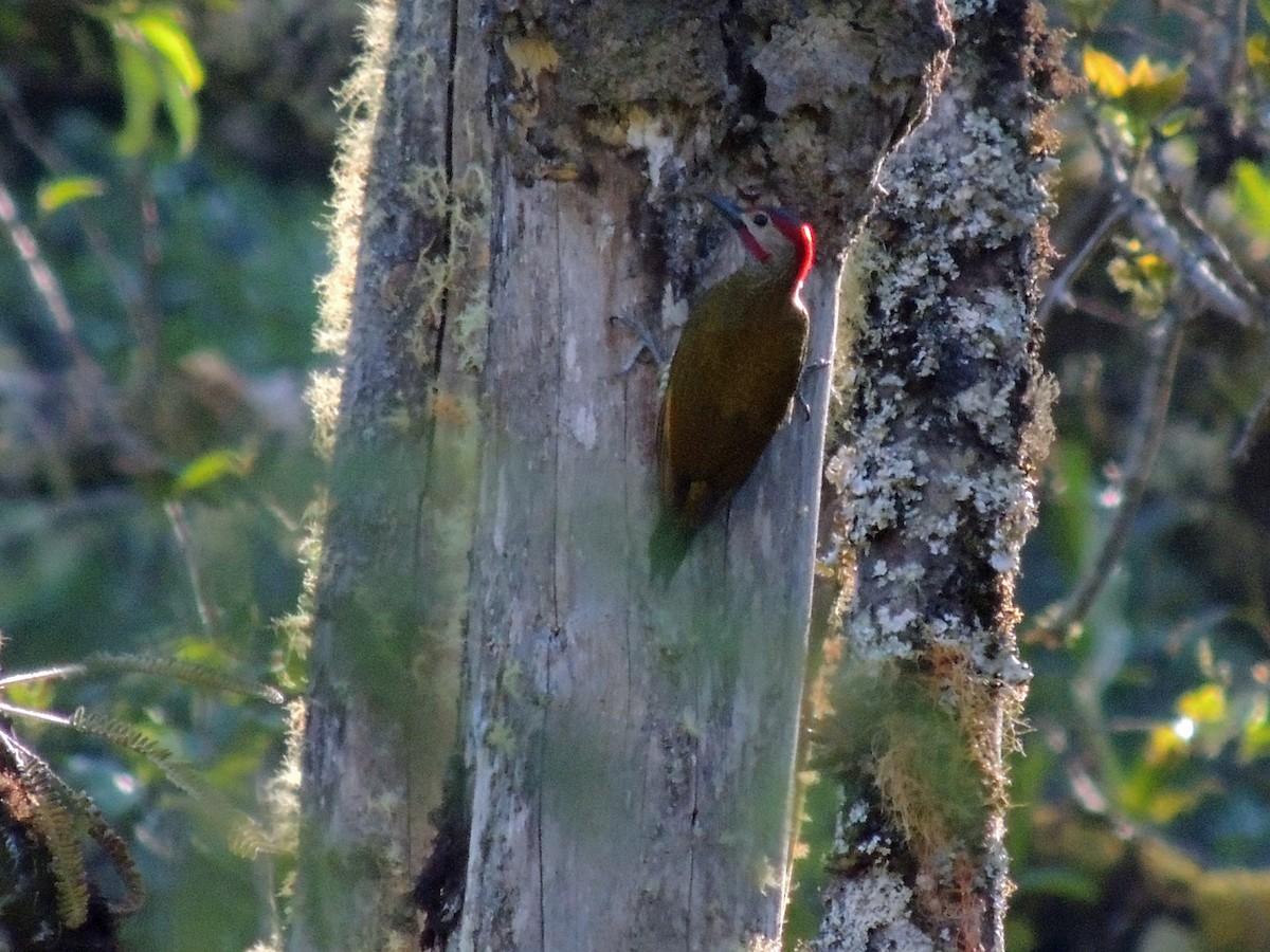 Golden-olive Woodpecker - ML107230231