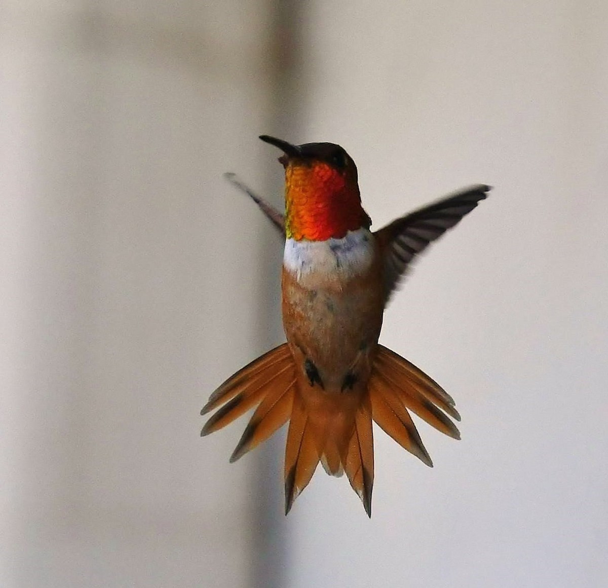Allen's Hummingbird - Mary McSparen