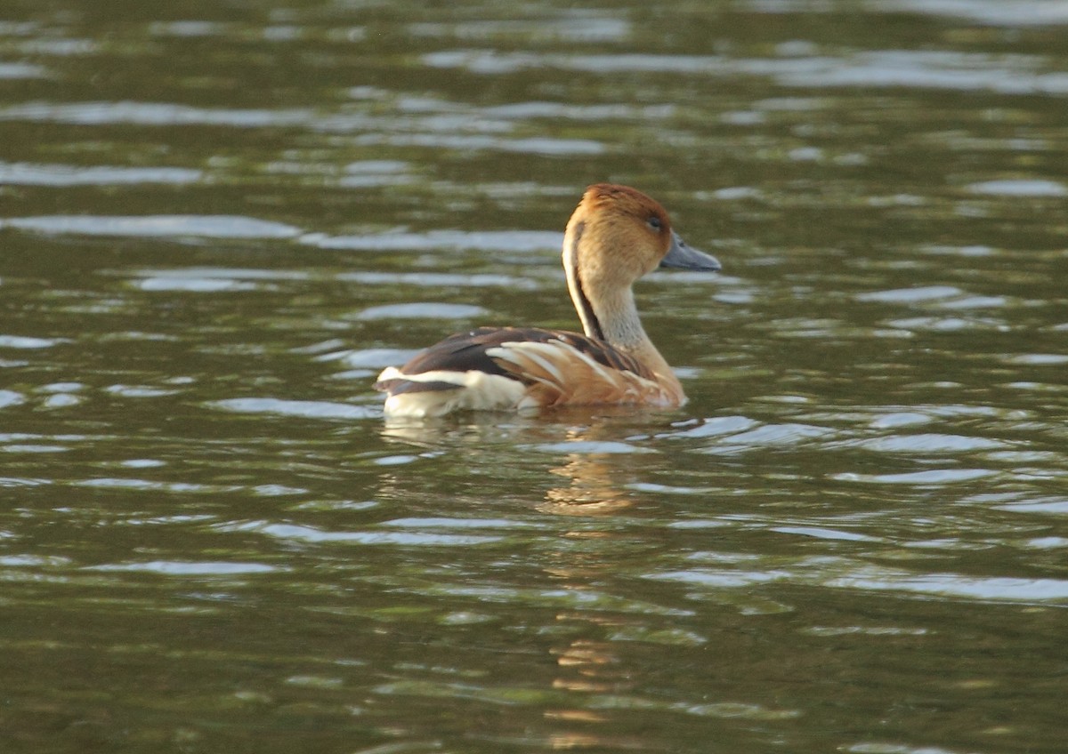 Fulvous Whistling-Duck - ML107231761