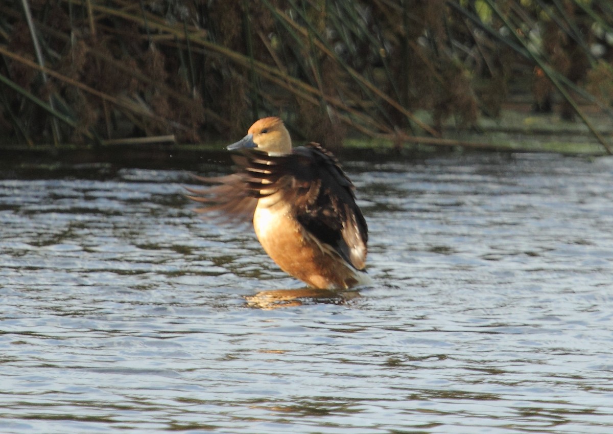 Fulvous Whistling-Duck - ML107231871