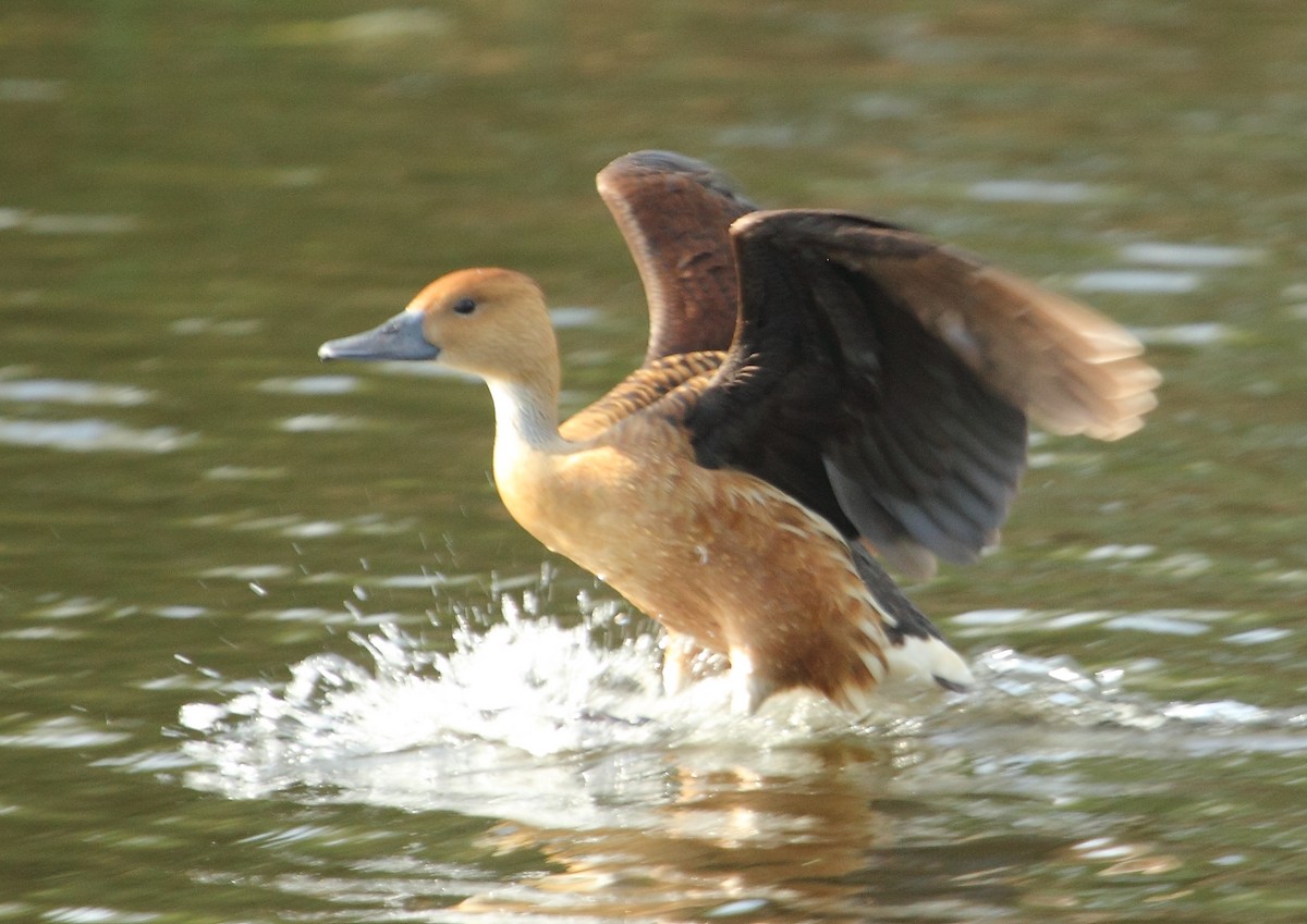 Fulvous Whistling-Duck - ML107231901
