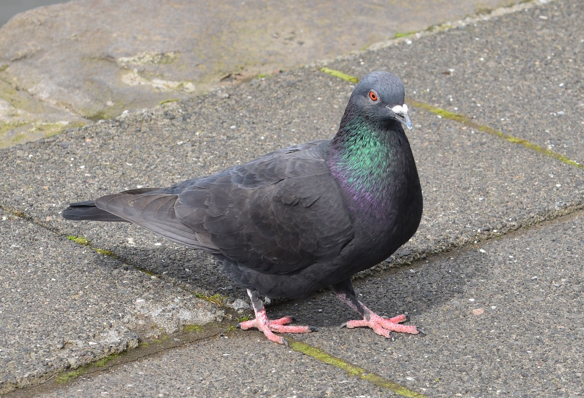 Rock Pigeon (Feral Pigeon) - ML107232451