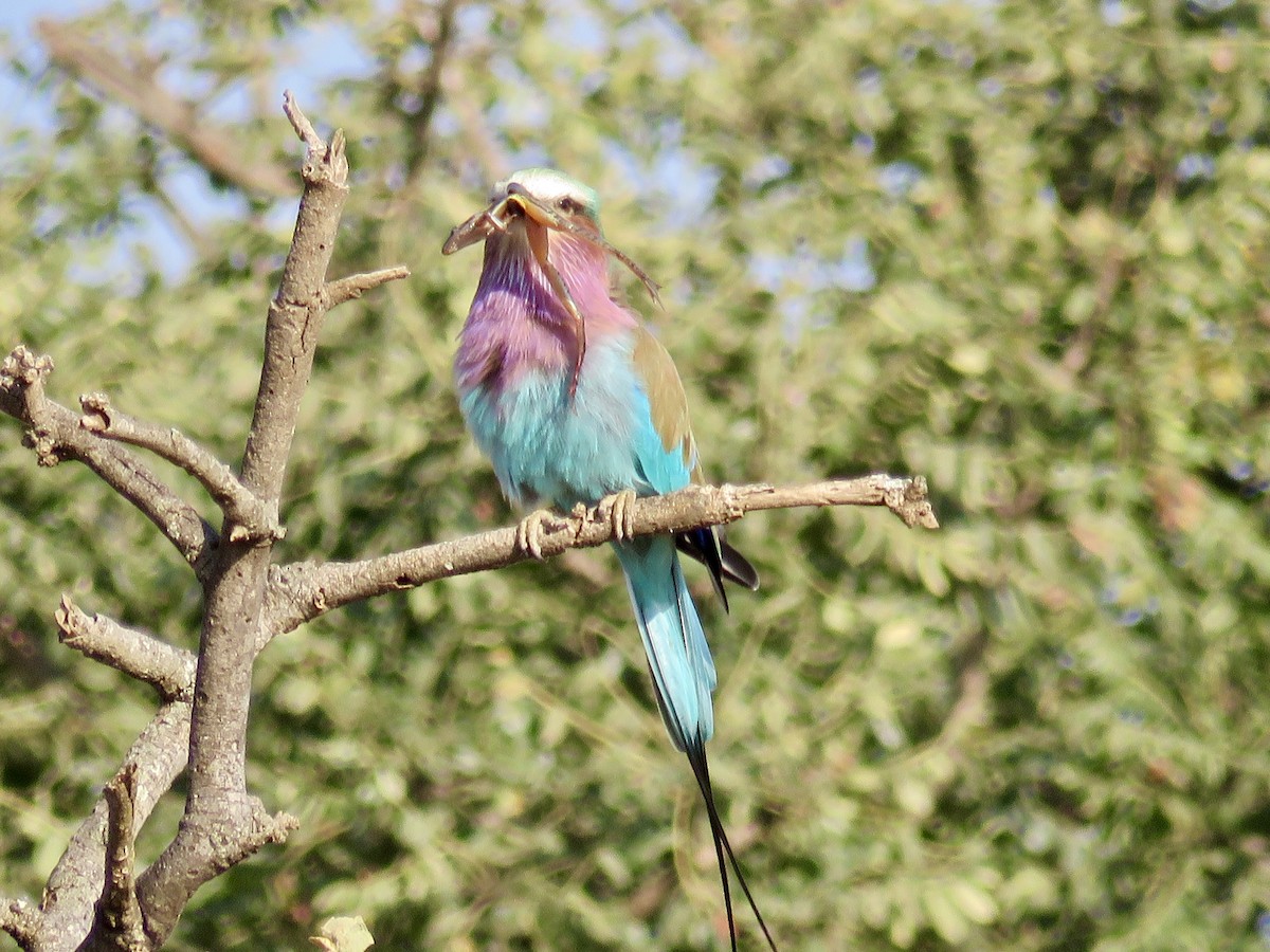 Lilac-breasted Roller - GARY DOUGLAS